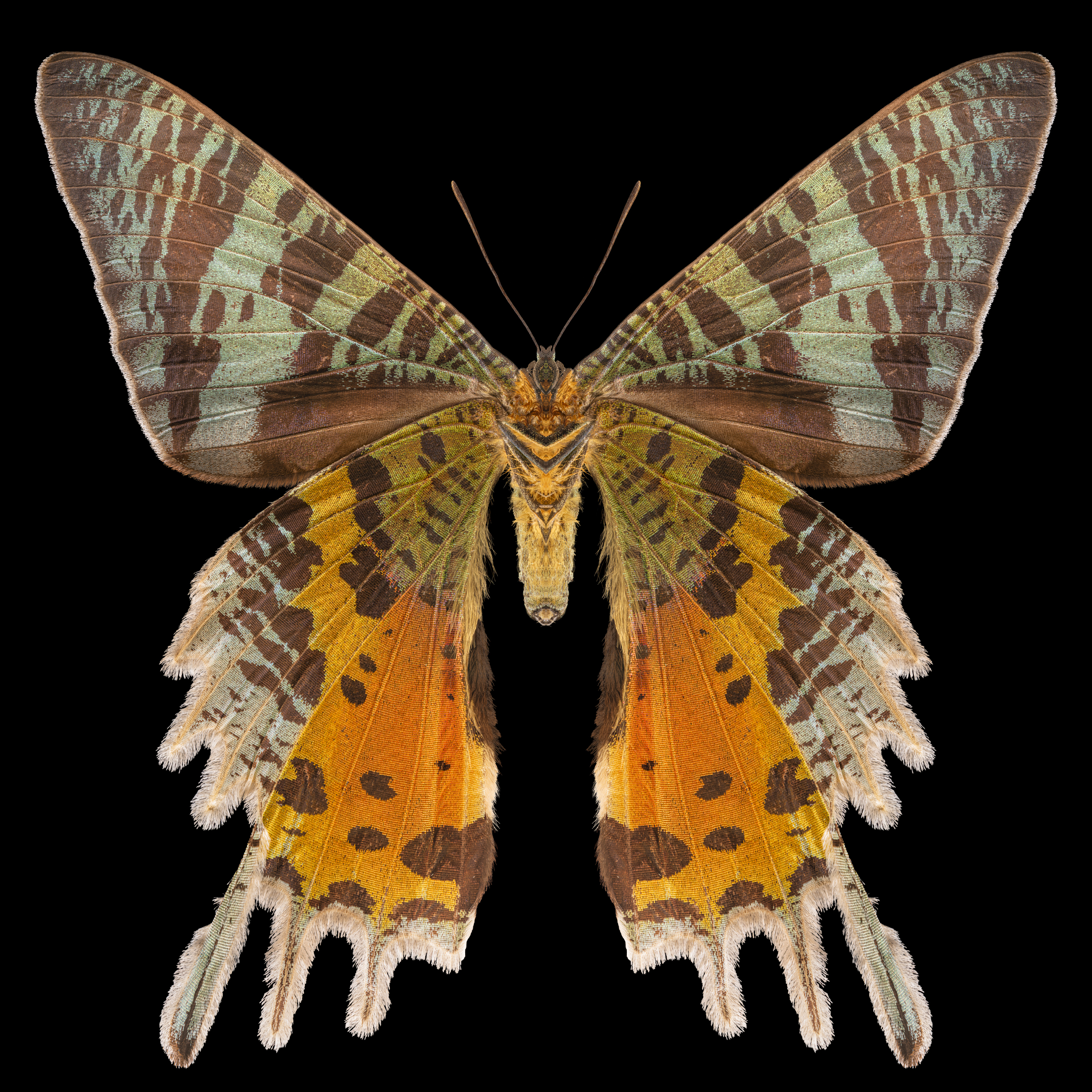Amy Perlmutter, Sunset Moth, 2020, digital inkjet print, 40 x 40 in, edition of 12