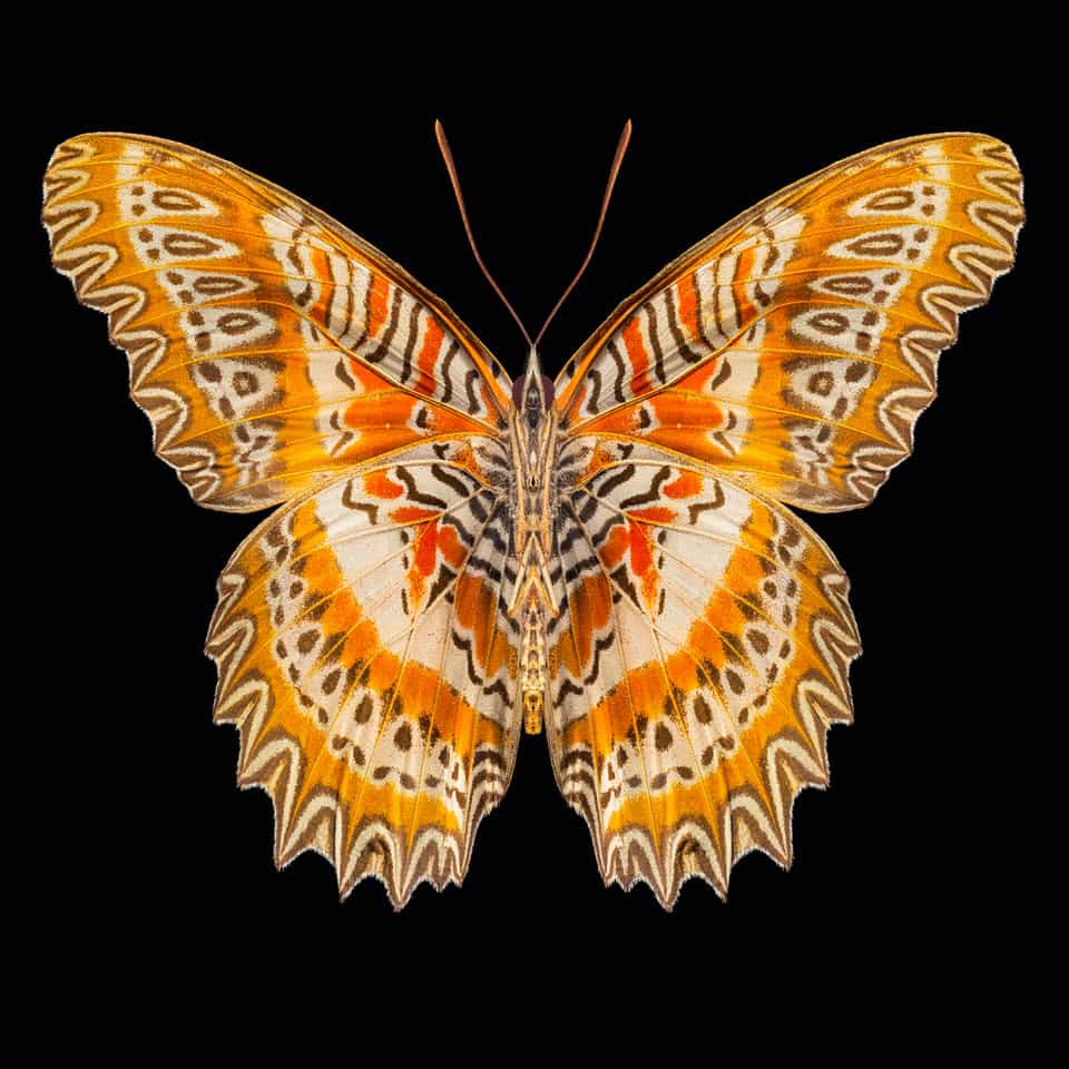 Red Wing Lace Wing Butterfly, 2019, digital inkjet print, 40 x 40, edition of 12